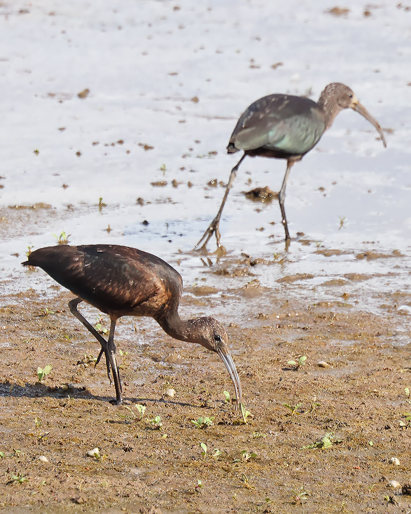 glossy ibis